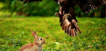 Chasseurs de Doris